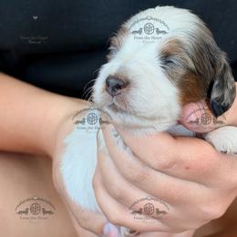 Mr. Red-3800 - Dapple male Dachshund puppy in Sparr, Florida from From the Heart Doxies