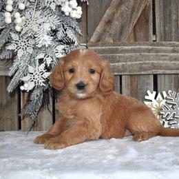 Ellie - Apricot female Goldendoodle puppy in Macedon, New York from Toodles Goldendoodles