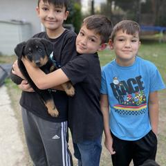 Beauceron Puppies from Trésor de Beauté Beaucerons