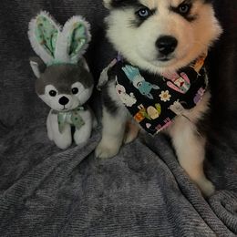 Siberian Husky Puppies from Siberian Huskies-Beckham the Great