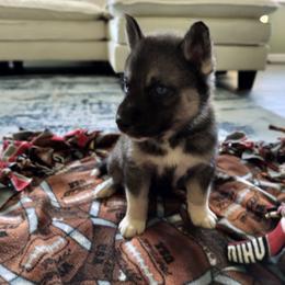 AKC Merlin - Agouti and white male Siberian Husky puppy in Cedarville, Ohio from Evereve Kennels
