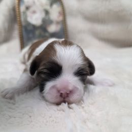 Juliette - Liver and white female Shih Tzu puppy in Ronda, North Carolina from Willow River