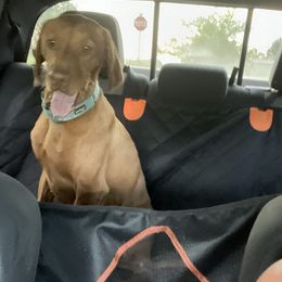 Honu - Vizsla
