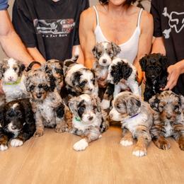 Bernedoodle puppies from Phoebe's Bebies