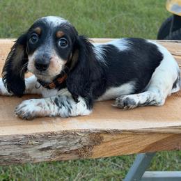 Zander - Black and tan male Dachshund puppy in Hazlehurst, Georgia from DrakeFire Dachshunds