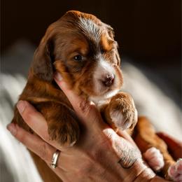 Fox - Sable male Bernedoodle puppy in Cortez, Colorado from Sassy Pants Pups