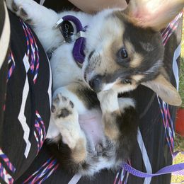 Labrador Retriever and Pembroke Welsh Corgi Puppies from Burress Family Farm and Kennels