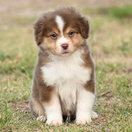 Foster - Red tri-color male Miniature American Shepherd puppy in Snyder, Texas from RLA Miniature American Shepherds