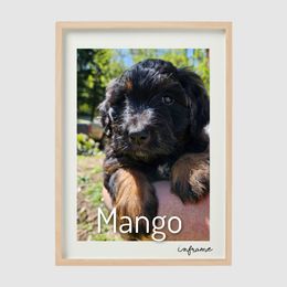 MANGO - Phantom Assorted Doodle Crosses puppy in Rainier, Oregon from Seven Petals Farm
