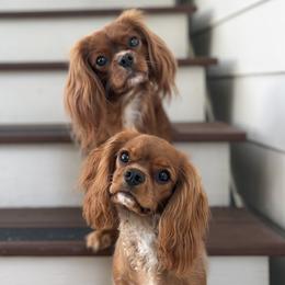 Cavalier King Charles Spaniels from Cavaliers on the Coast