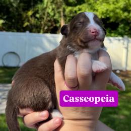 Casseopeia (long tail) - Red tri-color female Australian Shepherd puppy in Jacksonville, Florida from Solace Australian Shepherds