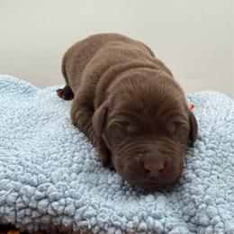 Orange - Chocolate male Labrador Retriever puppy in Heath Springs, South Carolina from Rich Hill Retrievers