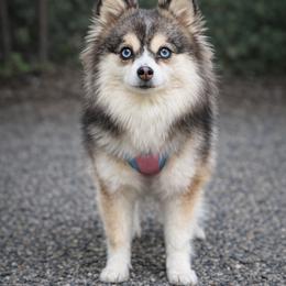 Penny - Pomsky