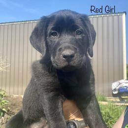 Labrador Retriever Puppies from Retrieving Labradors