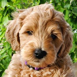 Boy 2 - Goldendoodle puppy in Garden City, Utah from Bear Lake Bearded Retrievers