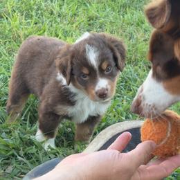 Ivy - Red tri female Miniature Australian Shepherd puppy in Friend, Nebraska from Mid-Plains Mini Aussies