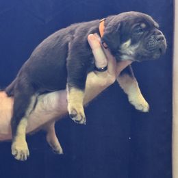 Bear - Black male Cane Corso puppy in Pollock Pines, California from Capitol City Cane Corso