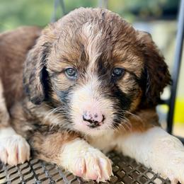 Bonnie - Sable female Bordoodle puppy in Eastman, Georgia from Dood B Ranch