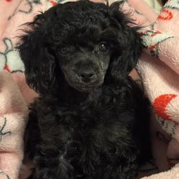 Sabbath - Poodle