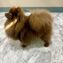 Penny - Pomeranian