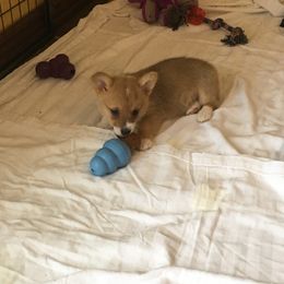 Pembroke Welsh Corgi Puppies from Walkabout's Pembroke Corgi's