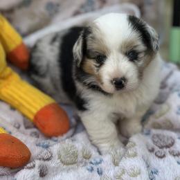 Girl 1 Bluie Merle - Blue female Pembroke Welsh Corgi puppy in Moundville, Alabama from Cartee Corgis - Debi Cartee Mills