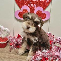 Sylt - Liver male Miniature Schnauzer puppy in Huntington, Utah from Schnauzers on Robinson Lane