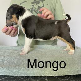 Mongo - Black tan and white male Bull Terrier puppy in Spokane Valley, Washington from Whitney Johnson