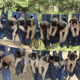 Mastiff Puppies from Lone Star Mastiff