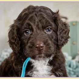 Jimmy - Brown white and tan male Cockapoo puppy in Connersville, Indiana from Deaz Doodle Ranch