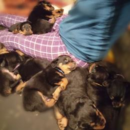 Rottweiler Puppies from C & J Rottweilers
