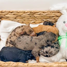 Cockapoo and Goldendoodle Puppies from My Forever Best Friend