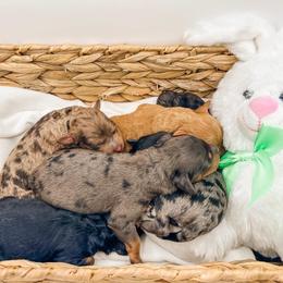 Cockapoo and Goldendoodle Puppies from My Forever Best Friend