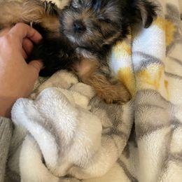 Yorkshire Terrier Puppies from Bragg’s Yorkies