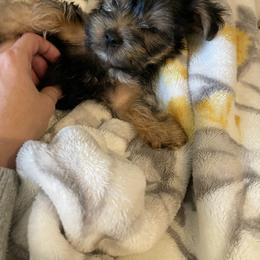 Yorkshire Terrier Puppies from Bragg’s Yorkies