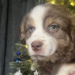Girl 4 - Red Australian Shepherd puppy in Patoka, Indiana from Monica's Aussies