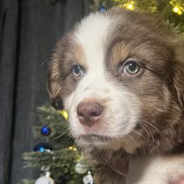 Girl 4 - Red Australian Shepherd puppy in Patoka, Indiana from Monica's Aussies