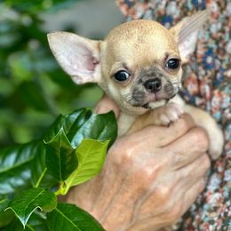 Benny - Fawn male Chihuahua puppy in Allentown, Pennsylvania from Tsunami Cockers & Chihuahuas