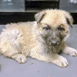 Black - Sable male German Shepherd puppy in Lebanon, Pennsylvania from East Coast k9's