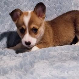 American Corgi and Pembroke Welsh Corgi Puppies from Whimsical Treasure Corgis