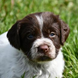 Lottie - Liver roan female Brittany puppy in Hollidaysburg, Pennsylvania from Royal Flush Farms