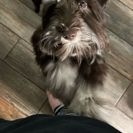 Drago - Miniature Schnauzer