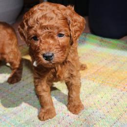 Bay - Red  male Poodle puppy in Jensen Beach, Florida from Pineapple Poodles