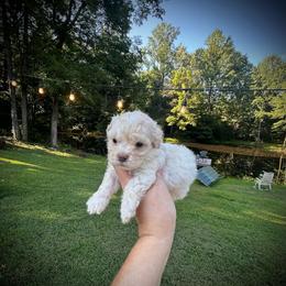 Inky - Merle male Maltipoo puppy in Coal City, Indiana from Angel Blue Dogs