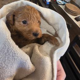 Camper - Red  male Goldendoodle puppy in Layton, Utah from Lauralyn's Goldendoodles