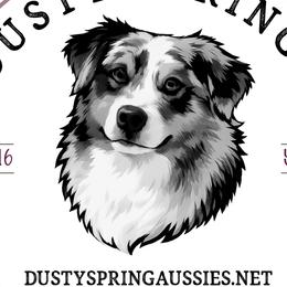Australian Shepherds, Miniature American Shepherds, Miniature Australian Shepherds, and Toy Australian Shepherds from Dusty Spring Australian Shepherds, LLC