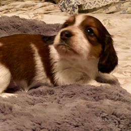 Dachshund Puppies from Little Lords & Ladies Dachshunds