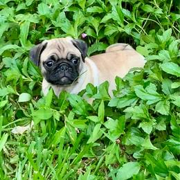 Apple - Fawn female Pug puppy in Prairieville, Louisiana from Freedom Meadow Farm