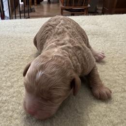 Felix - Buff and white male Cockapoo puppy in Sheridan, Missouri from Shepherdsfold’s Cockapoos