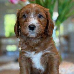 Nash - Red  male Goldendoodle puppy in Yuciapa, California from AlltheDoodlez_